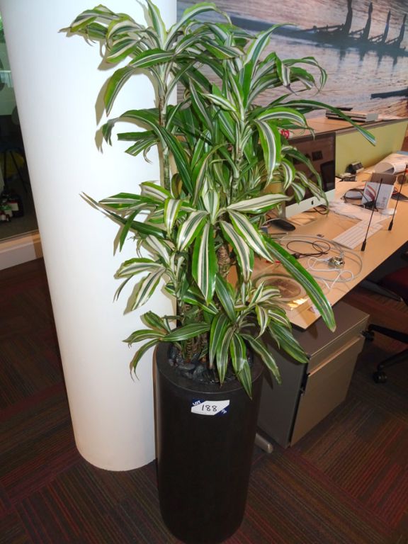 2x floor mounted planters with plants, (1x self wa...